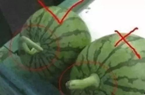 吃瓜视频名字,一场场吃瓜视频的狂欢盛宴
