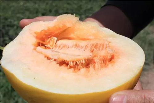 米蜜瓜怎么吃最好吃呢视频,视频教你如何吃出最佳口感